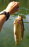Fish on String