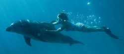 tn_16-dolphins-in-palau-large